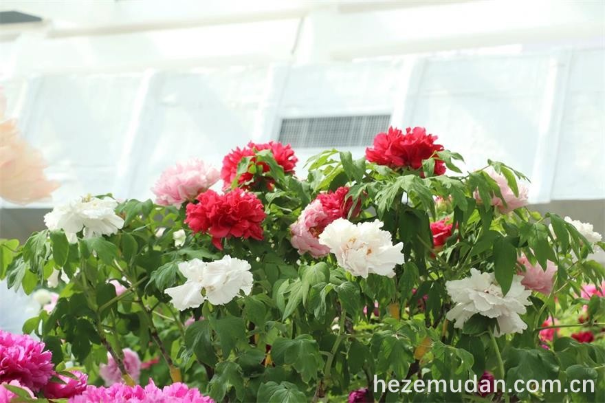 20250430084223.jpg 20250430084223.jpg